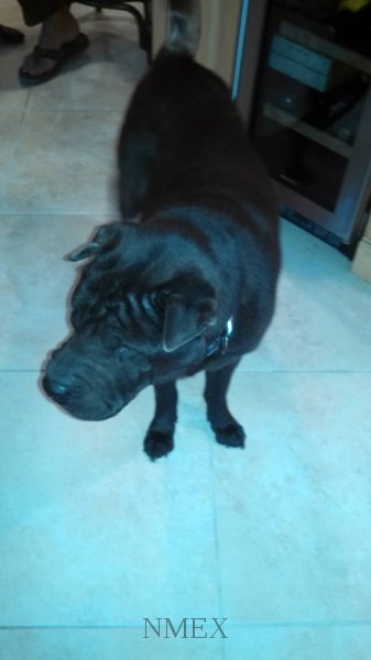 Sumo taking it all in.