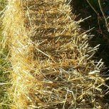Strawbale Gardening