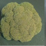 Broccoli comparison