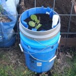 containergardening