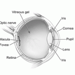 macula