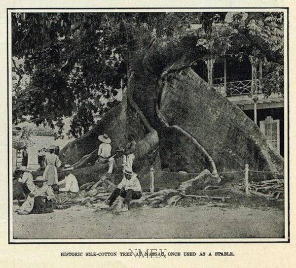 silkcottontree1910