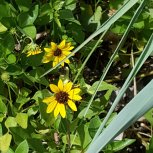 Daisy Lions