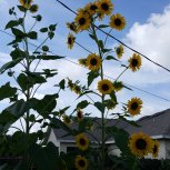 Summer 2016