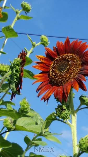 Giant sunflower